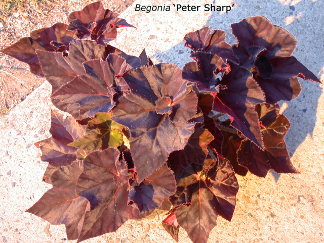 B. ‘Peter Sharp’